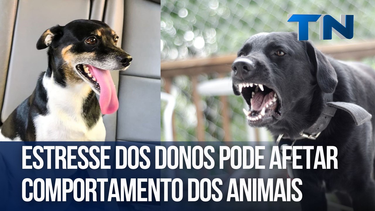 Estresse dos donos pode afetar comportamento dos animais