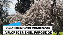 Los almendros comienzan a florecer en el parque de la Quinta de los Molinos (Madrid)