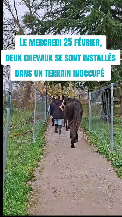 Leur champ inondé, des chevaux trouvent refuge dans le parc d'une commune voisine