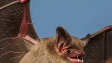Insectivorous Bats – Nature’s Nighttime Pest Control