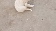 Cute_puppy_video