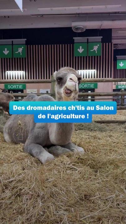 Des dromadaires ch'tis au Salon de l'agriculture
