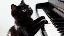 Tabby musicista 🐾🎹