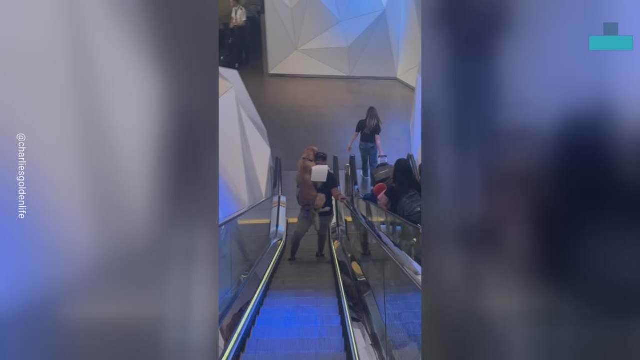 Man Carries Golden Retriever Up Escalator Like a Baby
