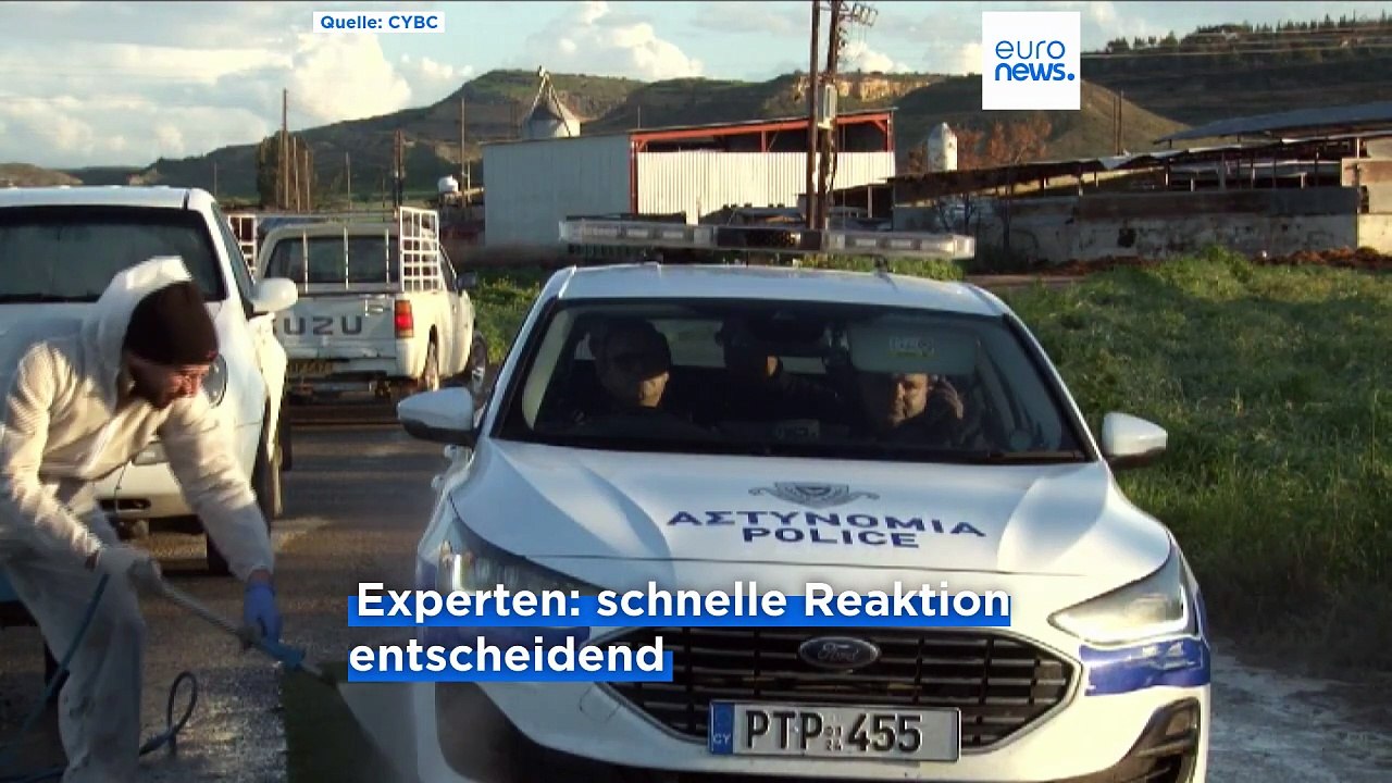 Rote Zonen und Exportverbot: Zypern kämpft gegen die Maul und Klauenseuche