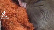 An emotional scene of a monkey hugging a doll after being abandoned by its mother. 💔🐒#EmotionalScene #Monkey #Heartbreaking