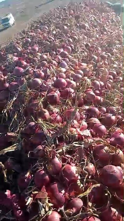 oignon de meknes