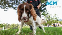 Good boy Garvey!: how firefighters train dogs to sniff out suspicious fires