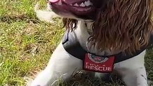 Good boy Garvey!: how firefighters train dogs to sniff out suspicious fires