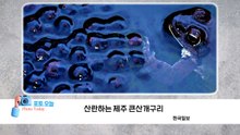 [포토오늘] 산란하는 제주 큰산개구리 / YTN