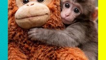 Punch, el mono bebé que conquistó al mundo abrazando un peluche
