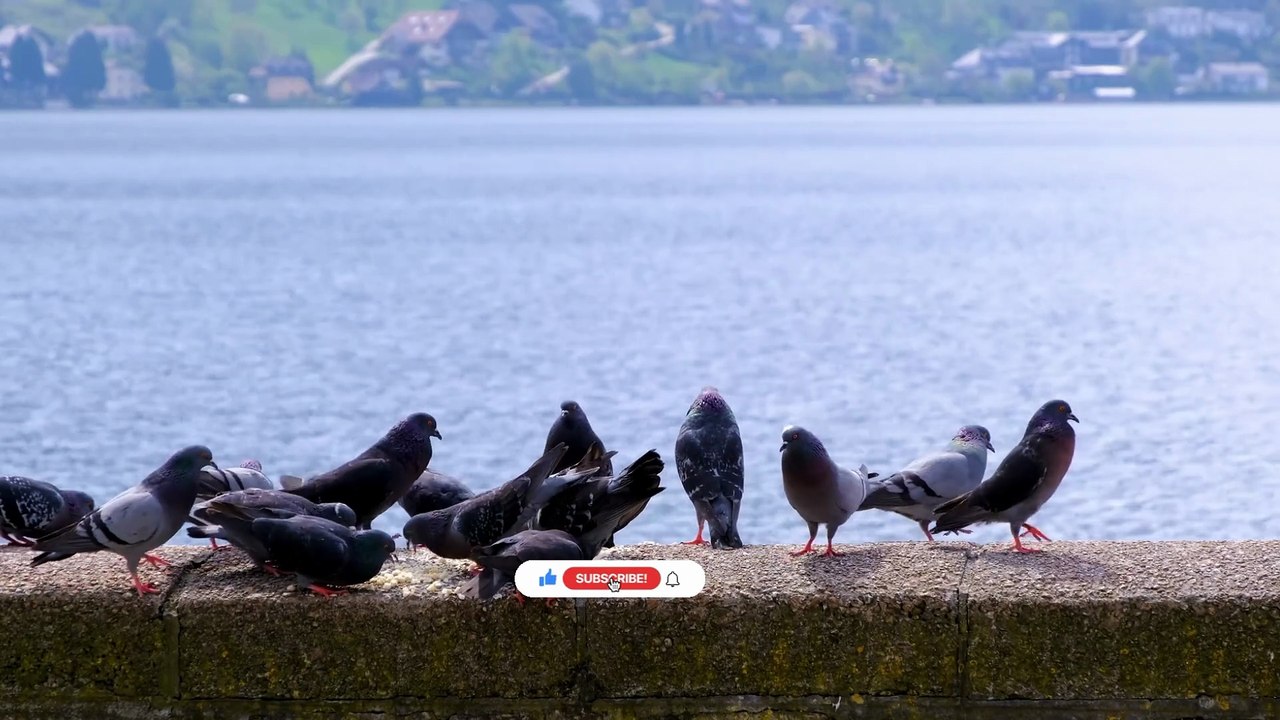 Peaceful Background Music for Mental Clarity
