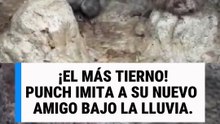 Punch, el mono abandonado, encuentra un amiguito y copia todo bajo la lluvia