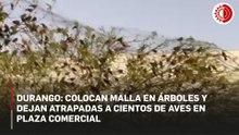 En Durango, liberan a cientos de aves atrapadas por malla metálica colocada a un árbol