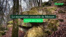 De la nature à l’imaginaire : la silhouette fascinante du crocodile de Metzert