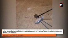 Una yarará apareció en un terreno baldío de Itaembé Guazú y generó alarma entre los vecinos
