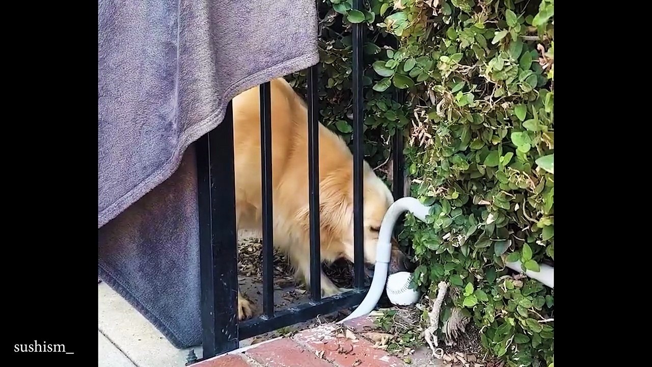 Funny Animal Videos 2026 Part 4