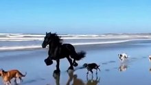 Dogs and Horse Running on Beach