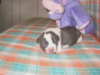 on a volée ma beauty le 27 mars 2008