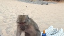 Monkey Attempts to Snatch a Diving Mask Before Being Stopped