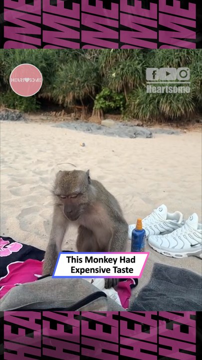 Monkey Attempts to Snatch a Diving Mask Before Being Stopped