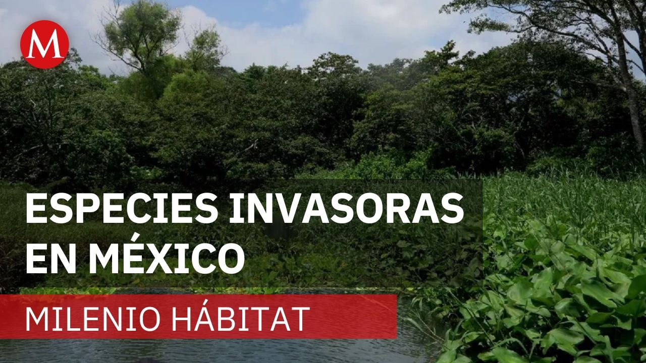 500 especies exóticas invaden México; Conabio alerta por daños en ecosistemas | Milenio Hábitat