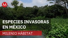 500 especies exóticas invaden México; Conabio alerta por daños en ecosistemas | Milenio Hábitat
