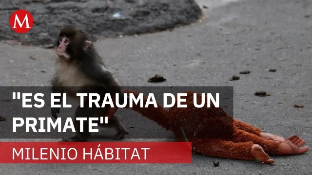 PETA pide al zoológico japonés transferir a Punch a un santuario | Milenio Hábitat
