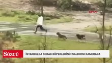 Başakşehir ve Beylikdüzü’nde sokak köpeklerinin saldırısı kamerada