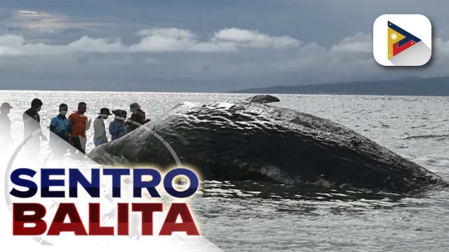 Sperm Whale, natagpuang patay sa baybayin ng Glan, Sarangani Province; DENR, nagpaalala sa publiko na iwasan ang ‘close contact’ sa mga patay na hayop | ulat ni Ysrael Damaolao - PTV Davao