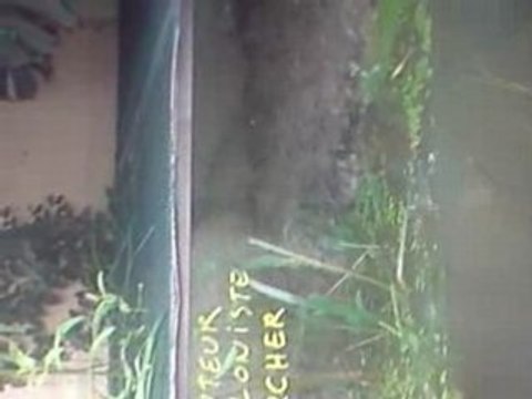 jet d'eau de toxotes de la serre à papillon de sanguinet