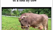 First observation of flexible use of a tool by cow