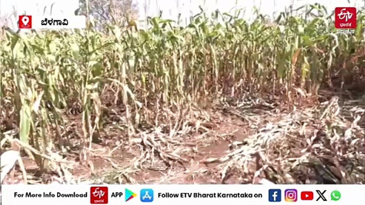 ಆಸ್ತಿಗಾಗಿ ಪತಿ ಕೊಲೆ ಮಾಡಿಸಿದ ಪತ್ನಿ! ಪುತ್ರ ಸೇರಿ ನಾಲ್ವರ ಬಂಧನ: ಕೊಲೆ ಕೇಸ್ ಬೇಧಿಸಿದ ಕಿತ್ತೂರು ಪೊಲೀಸರು