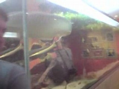 serre au papillon de sanguinet aquarium 5000l