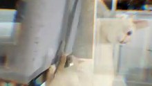 เจ้าเหมียวเกาะเก้าอี้ให้นุดเกาหลัง ท่านี้ดูจะฟินขั้นสุด