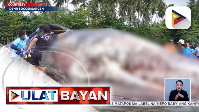 12.3 meters na sperm whale, natagpuang patay sa baybayin ng Glan, Sarangani Province | ulat ni Ysrael Damaolao