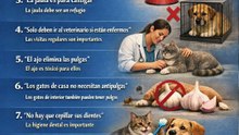 8 mitos sobre el cuidado de perros y gatos que debes evitar