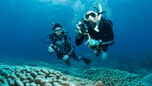 Taucher nehmen uns mit zur größten Korallenkolonie der Erde