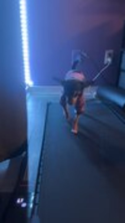 Dog Walks on Treadmill