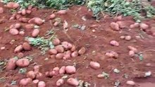 pomme de terre