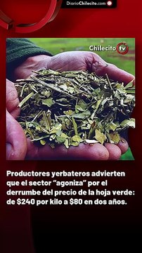 Productores yerbateros advierten que el sector “agoniza” por el derrumbe del precio de la hoja verde: de $240 por kilo a $80 en dos años.
