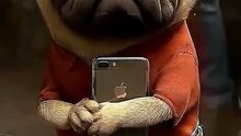 Poor Pug’s Dream – Hard Work to iPhone