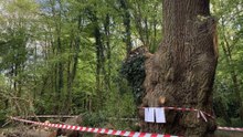 Ancient oak tree felled by Toby Carvery car park was ‘healthy’