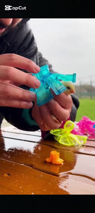 Small baby chicks are covered in this way: