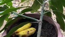 How to grow mango trees using bananas to get lots of fruits in a short time