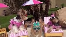These Stylish Dogs Are Living Their Best Beach Life 🐶🏖️|| Heartsome 💖