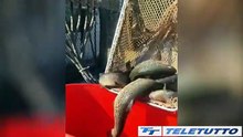 Video News - Sanificazione barche a tutela del Garda