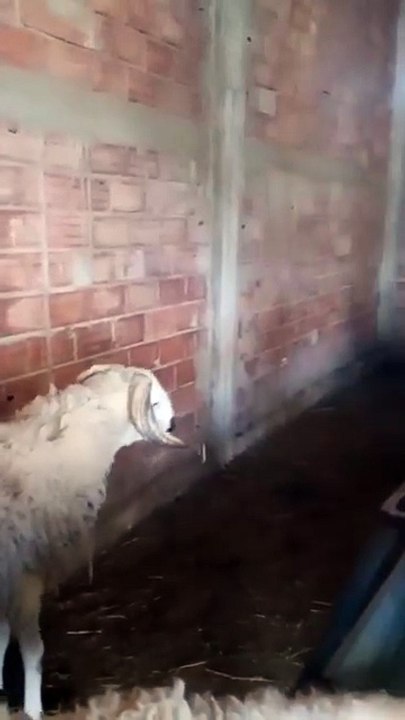 This Sheep Deserves an Oscar! 😂 | Funniest Animal Reaction