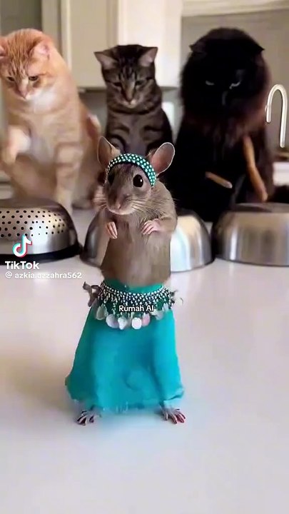 Ein toller rattentanz