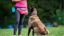 Tu Malinois te obedece?